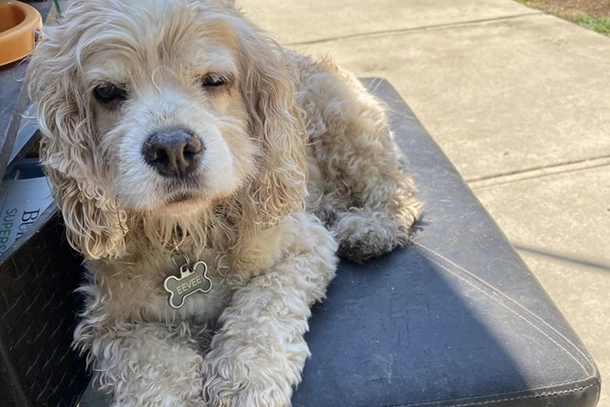 Dog Boarding in Fullerton, CA