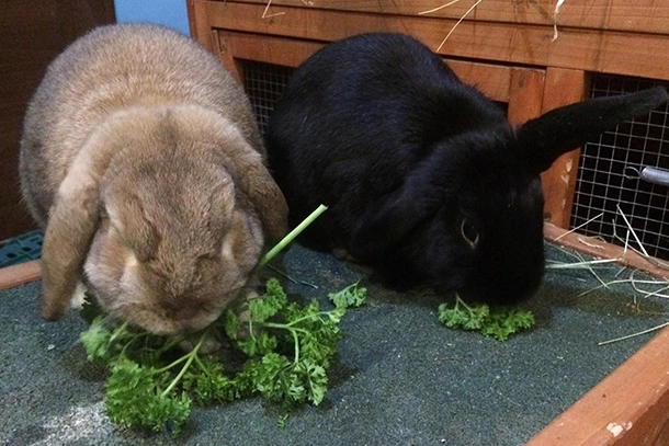 Rabbit Boarding in Fullerton, CA