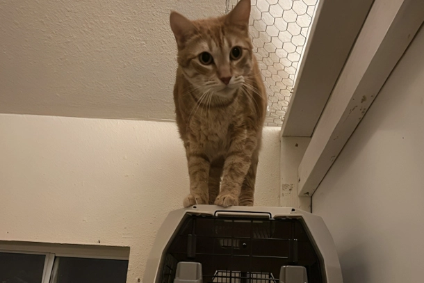 Cat Boarding in Fullerton, CA