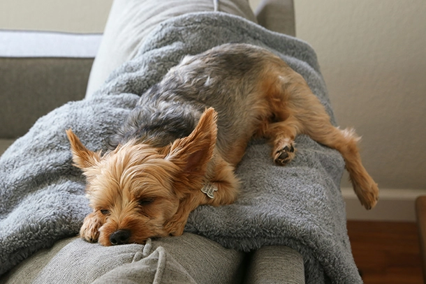Dog Boarding in Fullerton, CA