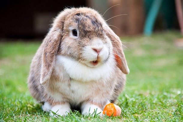 Rabbit Boarding in Fullerton, CA