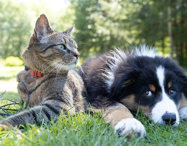 Boarding Care Built Around Your Pet’s Routine