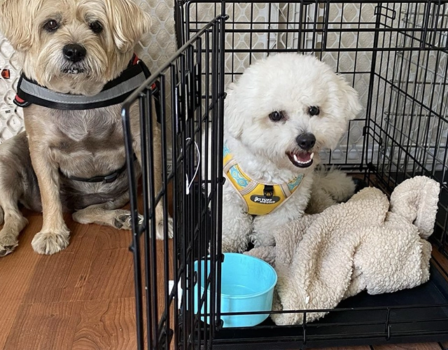 Choose Critter Lodge for Caring Pet Boarding
