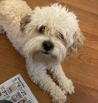 Local Pet Owner Reviews 01